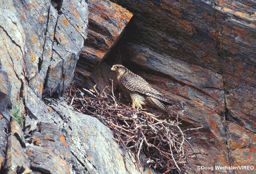   () falcon-hunt-11.jpg