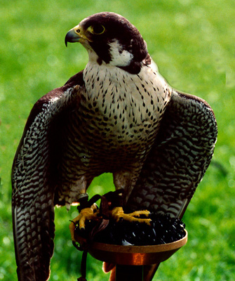   () falcon-hunt-14.jpg