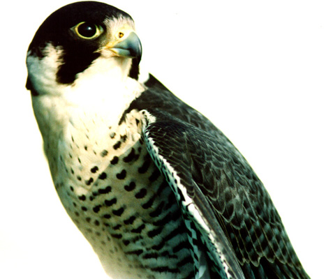 falcon-hunt-15.jpg