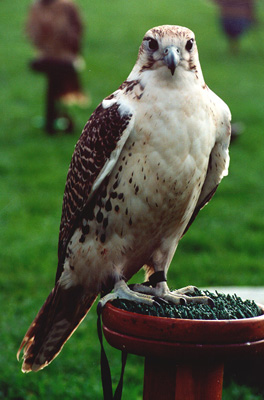   () falcon-hunt-16.jpg