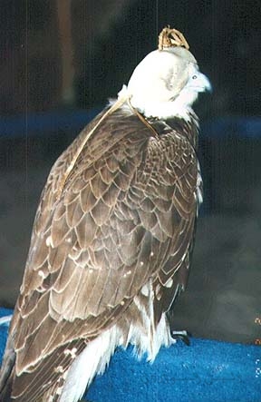 falcon-hunt-5.jpg