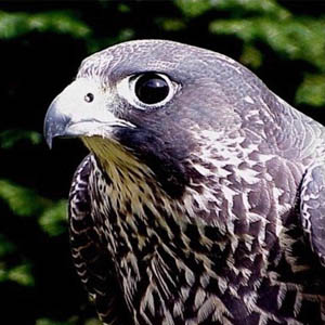   () falcon1.jpg