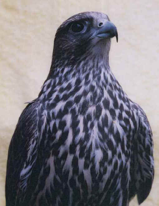   () falcon2.jpg