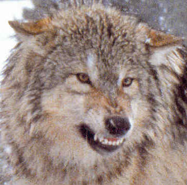wolf%20anger.jpg