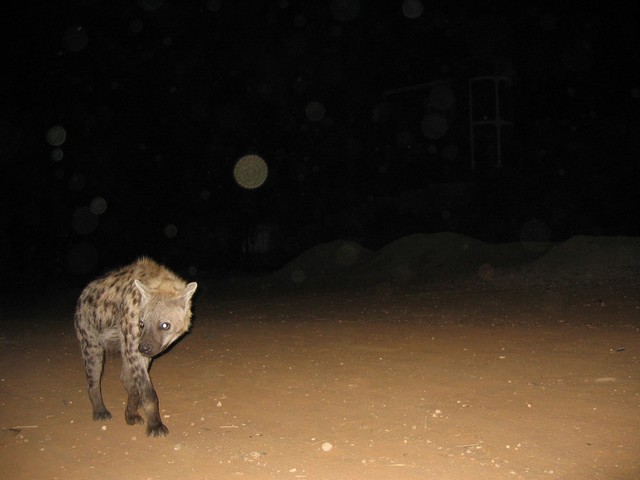      mk18662_the hyena man in harar7a.jpg