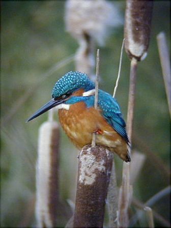 معلومات عجيبة عن الطيور  Mk42658_kingfisher