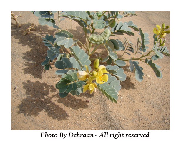 نبات العشرق ‎( السنا )‎+نبتة الداتورا السامة ‎(بالصور)‎ mk17809_alsana (4).jpg