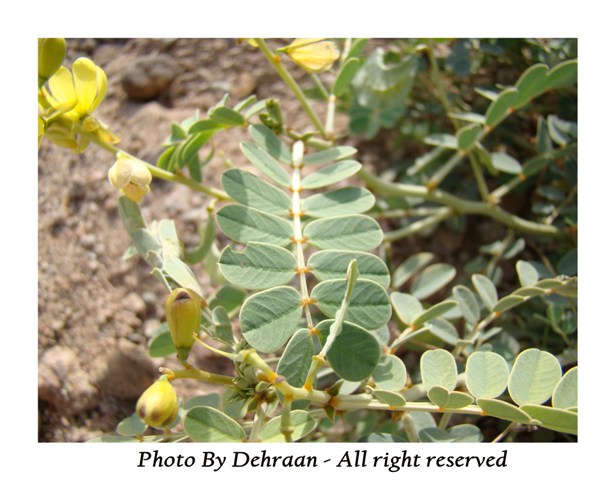 نبات العشرق ‎( السنا )‎+نبتة الداتورا السامة ‎(بالصور)‎ mk17809_alsana (1).jpg