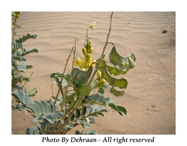 نبات العشرق ‎( السنا )‎+نبتة الداتورا السامة ‎(بالصور)‎ mk17809_alsana (5).jpg