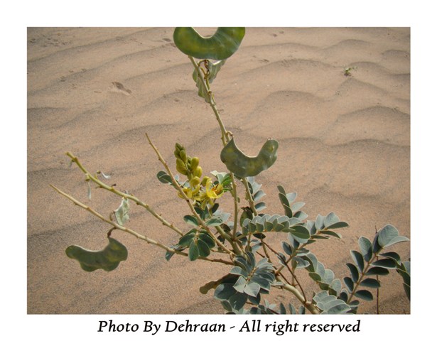 نبات العشرق ‎( السنا )‎+نبتة الداتورا السامة ‎(بالصور)‎ mk17809_alsana (6).jpg
