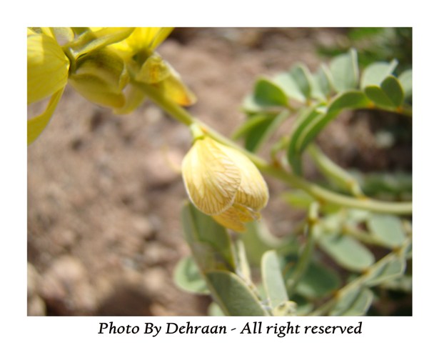 نبات العشرق ‎( السنا )‎+نبتة الداتورا السامة ‎(بالصور)‎ mk17809_alsana (8).jpg