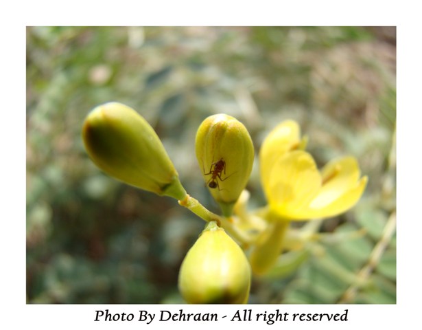 نبات العشرق ‎( السنا )‎+نبتة الداتورا السامة ‎(بالصور)‎ mk17809_alsana (9).jpg