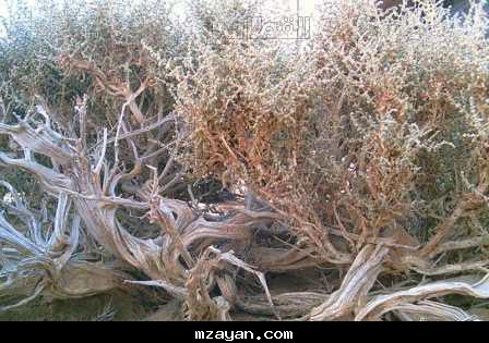 بعض انواع النباتات الفرس الحاذ الخشير