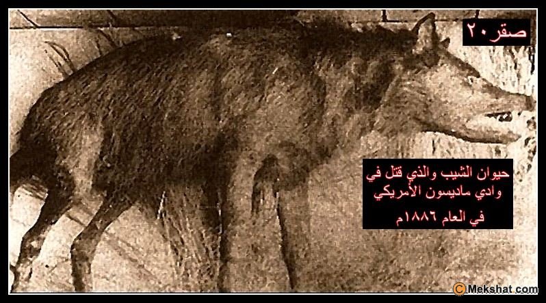 mk18662 ma%20 1886 صور وتقرير عن حيوان الشيب   امه الضبعه ووالده الذيب