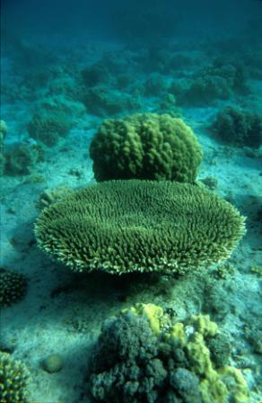 ماهو المرجان ...وماهي الشعب المرجانية ؟